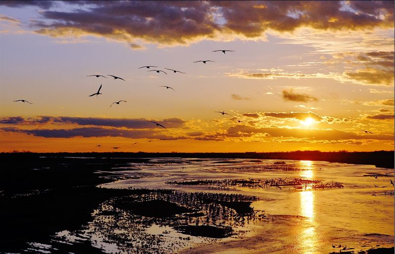 Over 400,000 Sandhill Cranes Roost At This Nebraska Sanctuary And Viewing Blinds Book Up By Winter - Decor Hint Sunrise Liftoff or Sunset Arrival, and Why You May Want Both