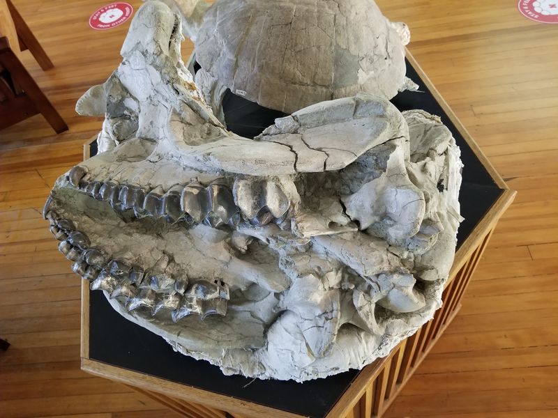 Sandbox Fossil Digs For Budding Scientists