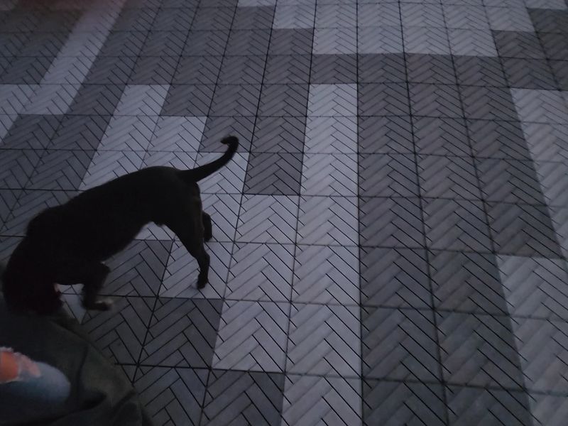 A Mosaic Meant for the Sky
