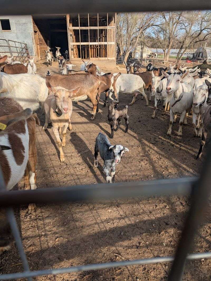 The Goats Behind Every Wheel Of Cheese