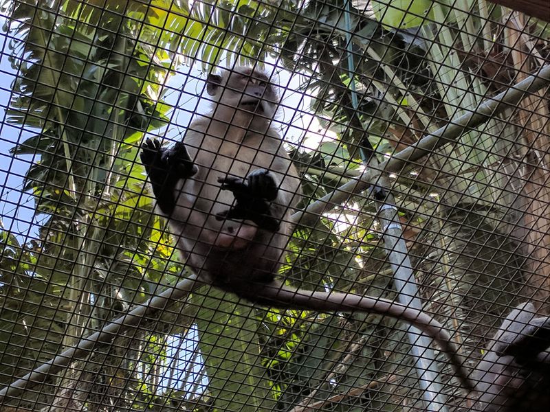 Where Humans Live in the Cage