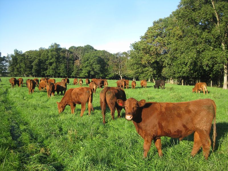 Tussock Sedge Farm