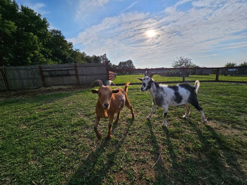 Every Visit Supports A Working Rescue