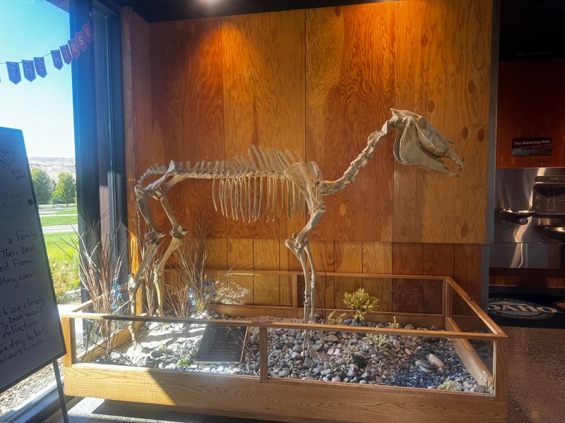 How A Rancher's Hunch Brought The Smithsonian To Town