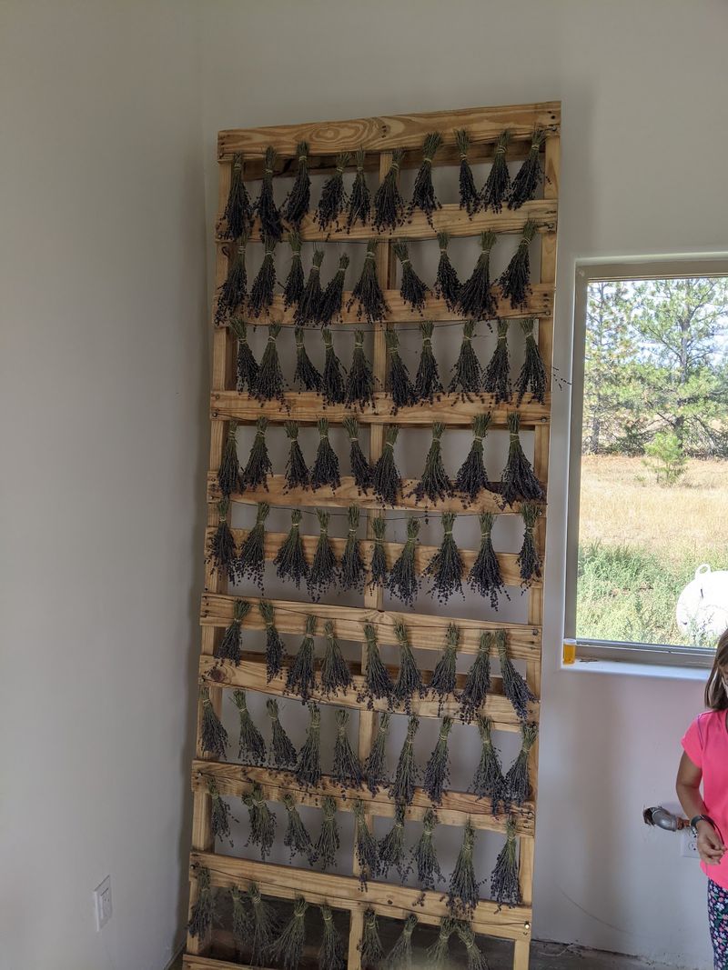 Oil Pressed From This Year's Harvest