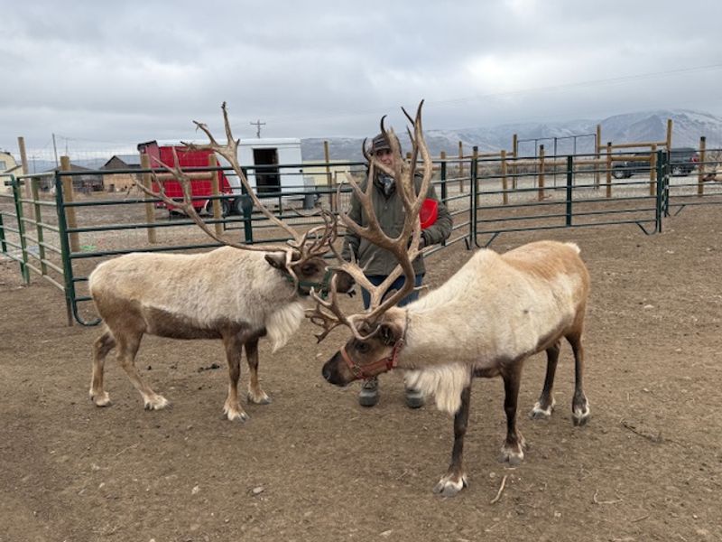 A Real Reindeer Ranch Waiting In The Wood River Country