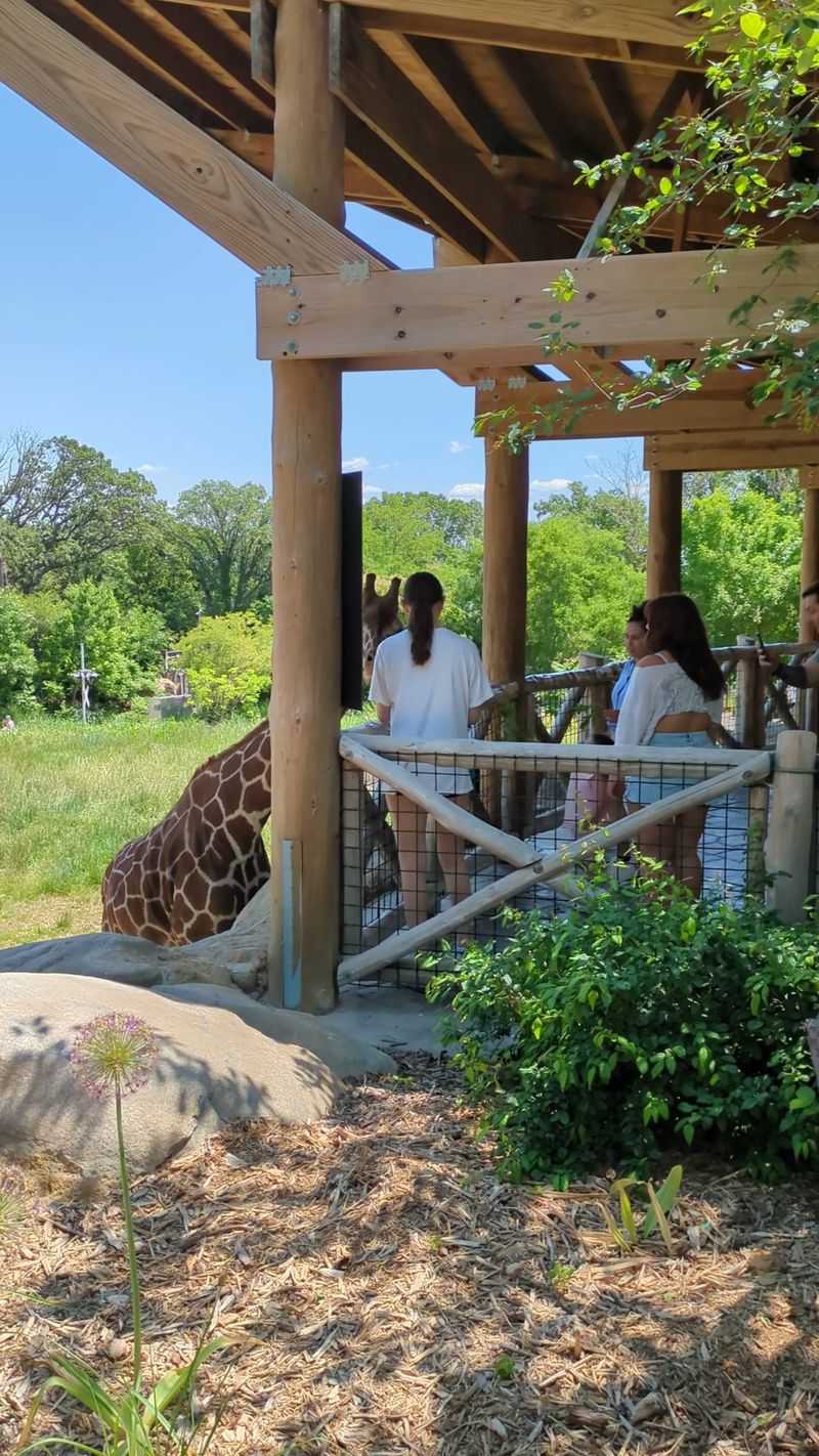 Climb Upstairs, Feed Lettuce To Giraffes, And Even Pet Them At This Nebraska Zoo - Decor Hint Those Stairs Lead Straight To Eye Level With A Giraffe