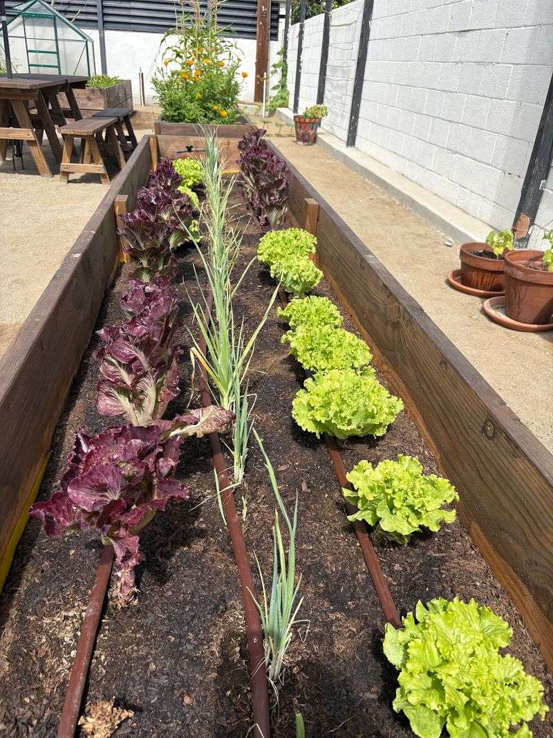 The Farm Behind Your Salad Is Closer Than You Think