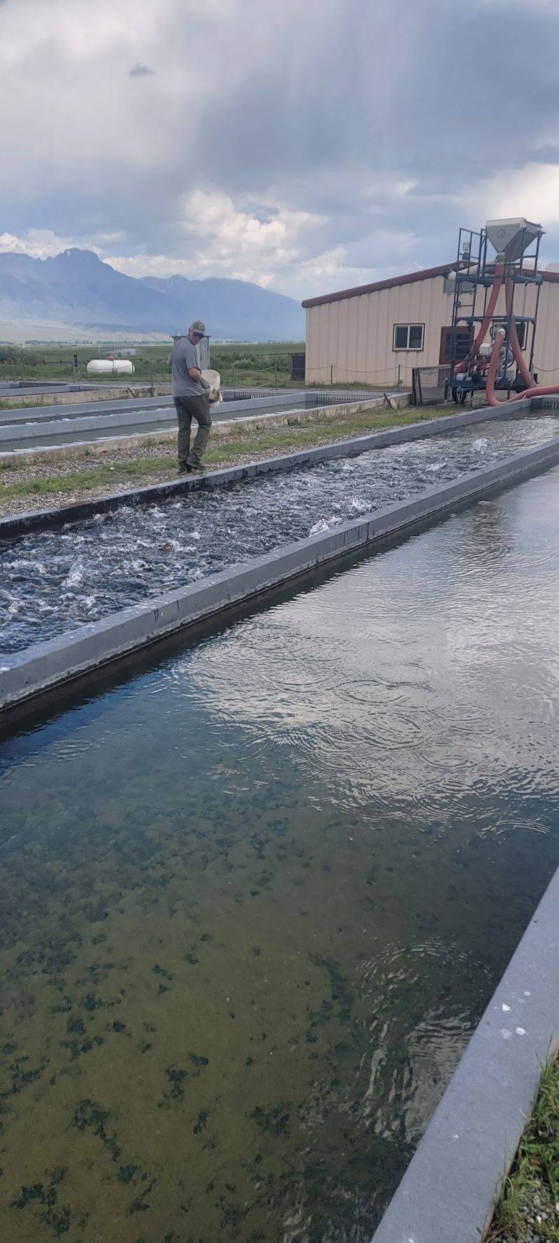 Stoddle Fish 9 Idaho Fish Hatcheries Where Kids Watch Thousands Of Trout Fill The ...