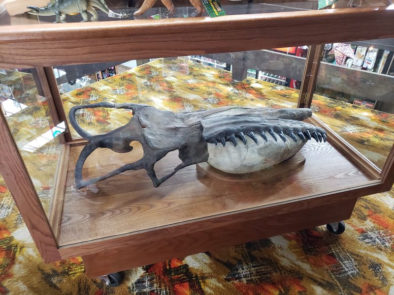 A Real Skull From Ancient Seas Waits Indoors