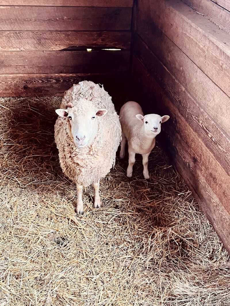 This North Carolina Fall Festival Is All About Shucking Corn, Working Gristmills, And Forgotten Farm Traditions - Decor Hint Come Back When The Corn Is Gone