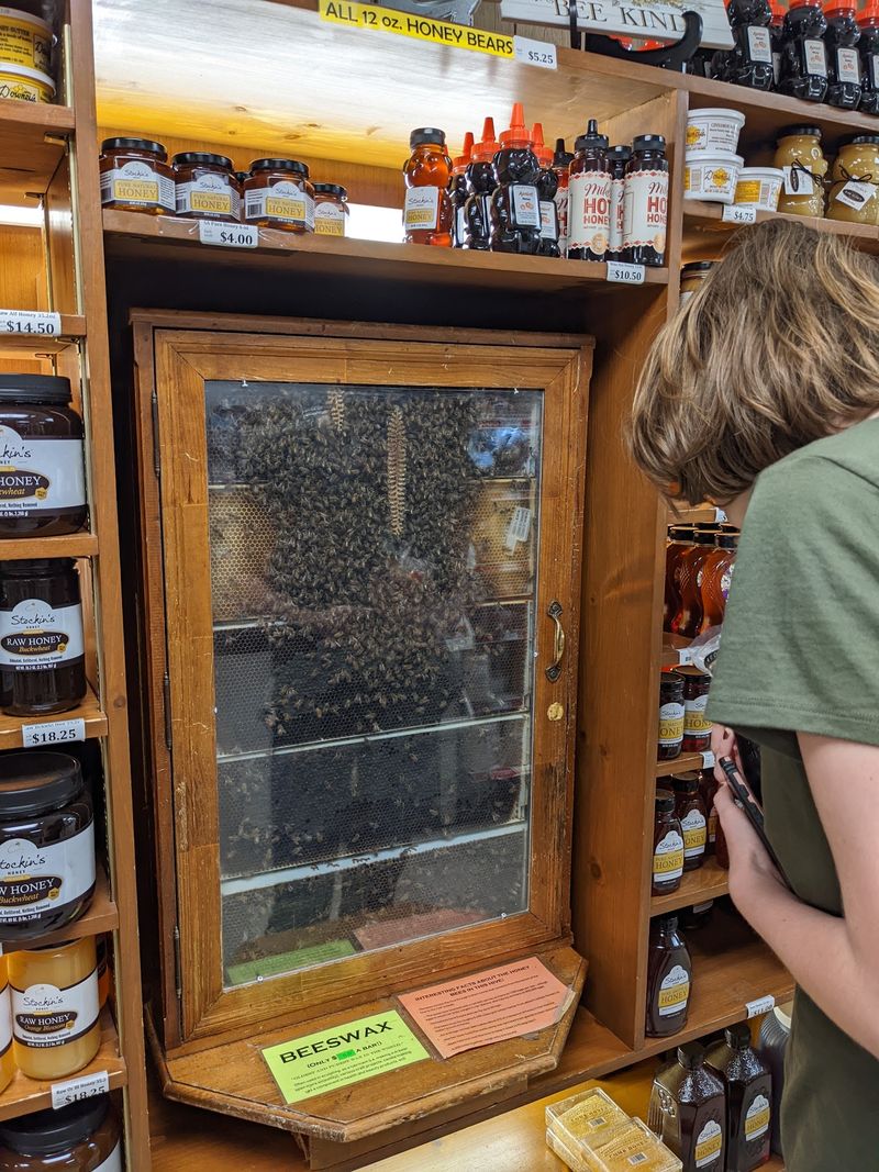 A Working Beehive You Can Watch Behind Glass