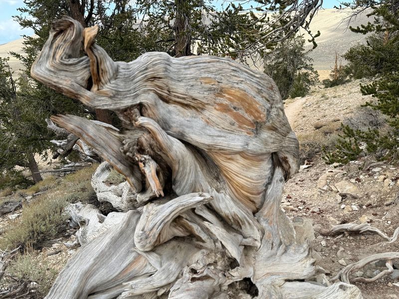 The Twisted Trunks Look Like Natural Works Of Art