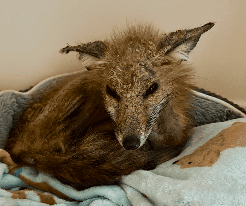 Carolina Wildlife Conservation Center