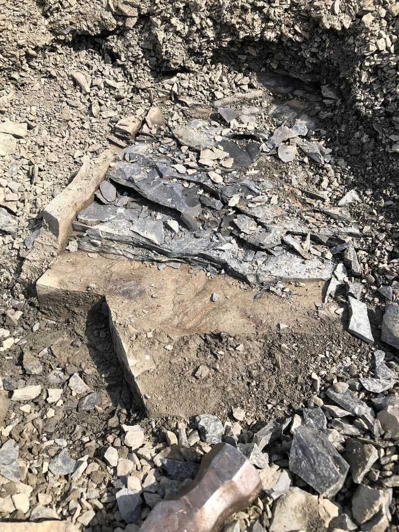 Why The Best Fossils Hide Under The Rubble