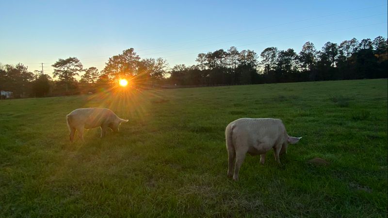 So Much More Than Pigs Lives On This Farm