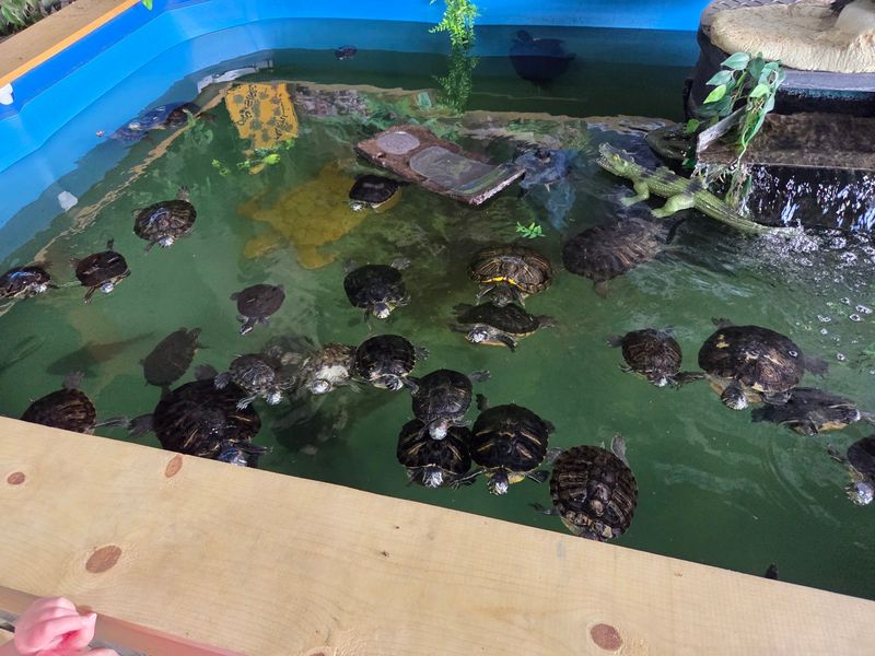 Hundreds Of Reptiles From Around The World Live Inside This Small Idaho Animal Center - Decor Hint Lettuce In Hand, You Get To Wander Among Giant Tortoises