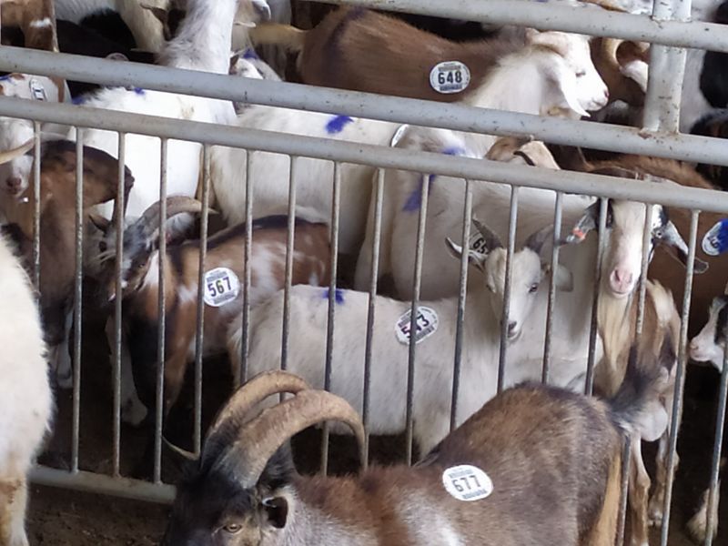 You Can Actually Buy Cattle, Goats And More At This Old-School North Carolina Livestock Auction - Decor Hint Talk With The On-Site Veterinary Team Before Taking An Animal Home