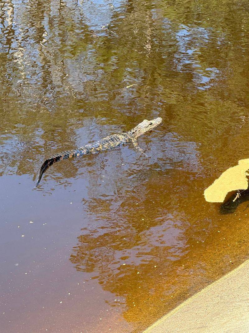 This Hidden North Carolina Pond Is Crawling With Alligators, And It’s Scarier Than You Think - Decor Hint Look Across Still Water Surrounded By Thick Vegetation And Cypress-Like Wetland Scenery