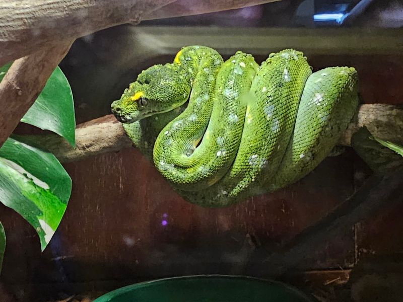 You Can Watch Experts Collect Snake Venom At This Kentucky Zoo With One Of The Biggest Venomous Snake Collections In The World - Decor Hint Your Souvenir Might Be A Painting Made By A Reptile