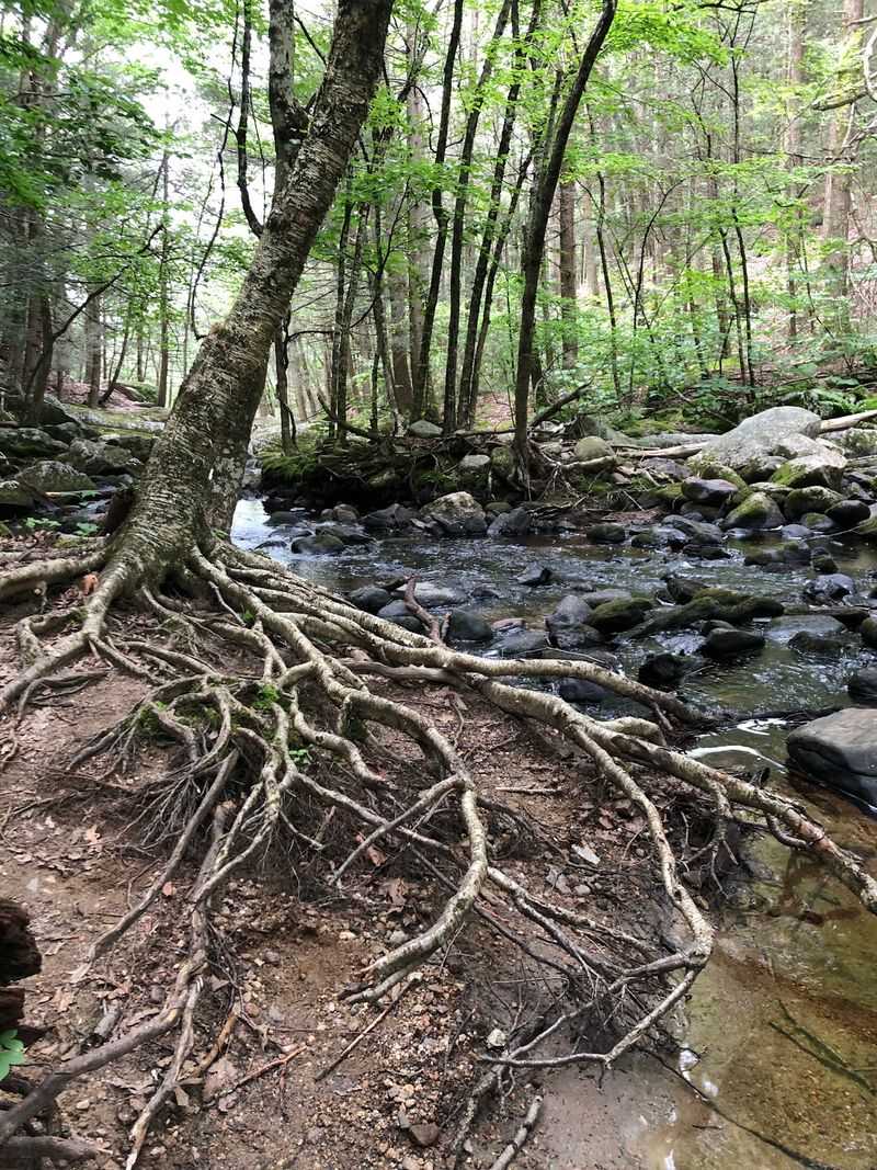 Forest Trails Keep The Hike Peaceful And Shady