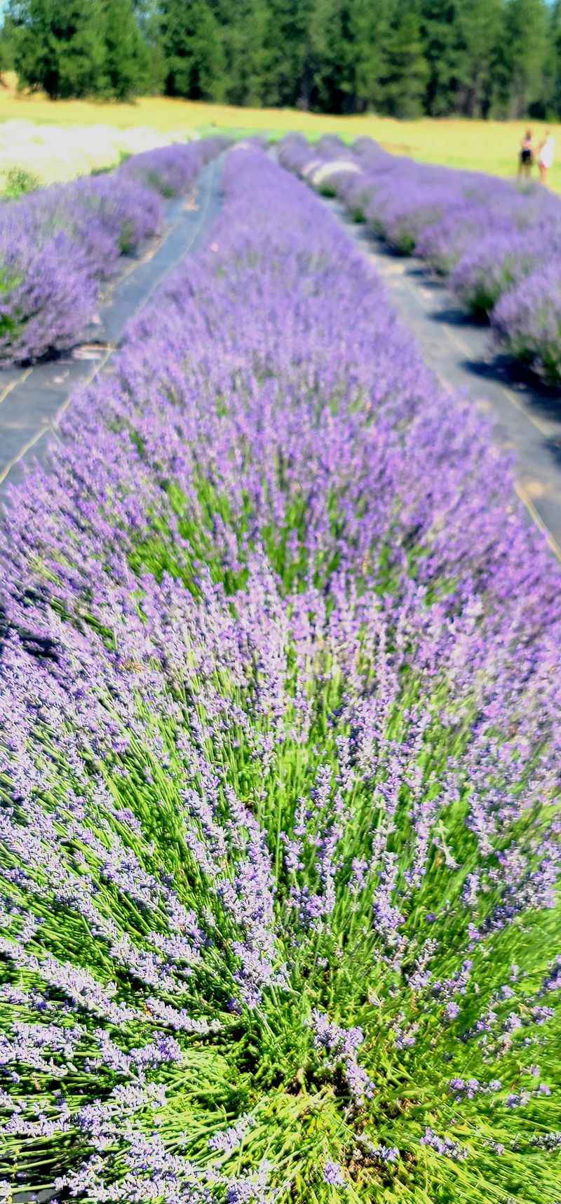 Timing The Late June Bloom