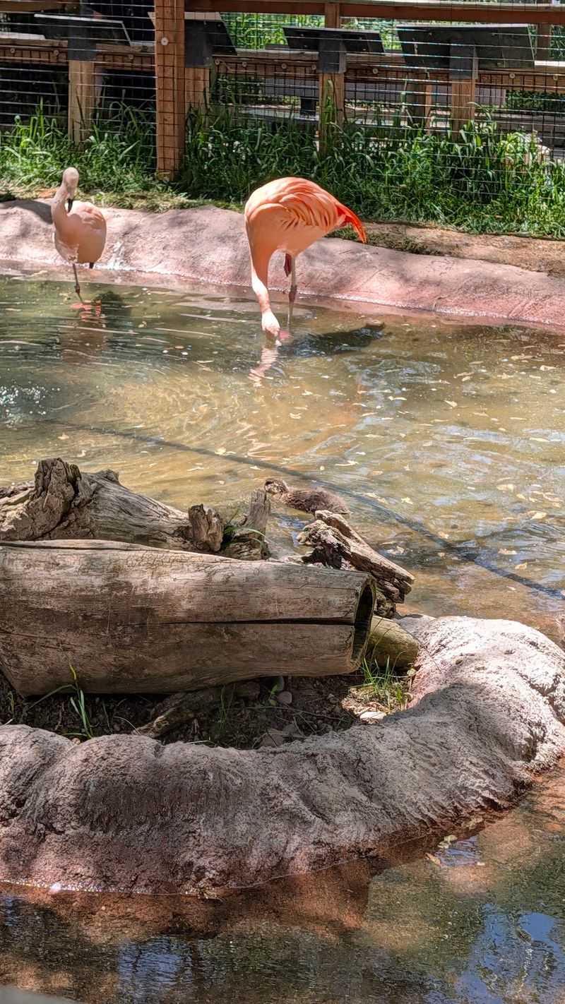 This Idaho Zoo Lets You See The State's Wildest Animals Up Close - Decor Hint Keepers Who Clearly Care