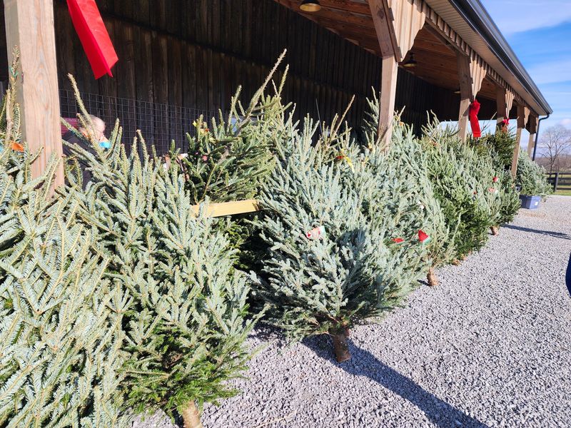 Sherwood Acres Christmas Trees