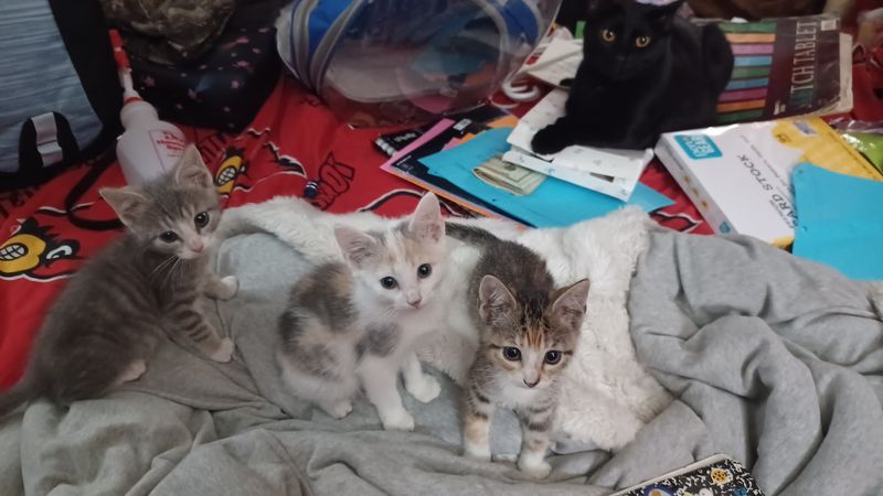 Your Free Afternoon Could Make A Cat's Whole Week