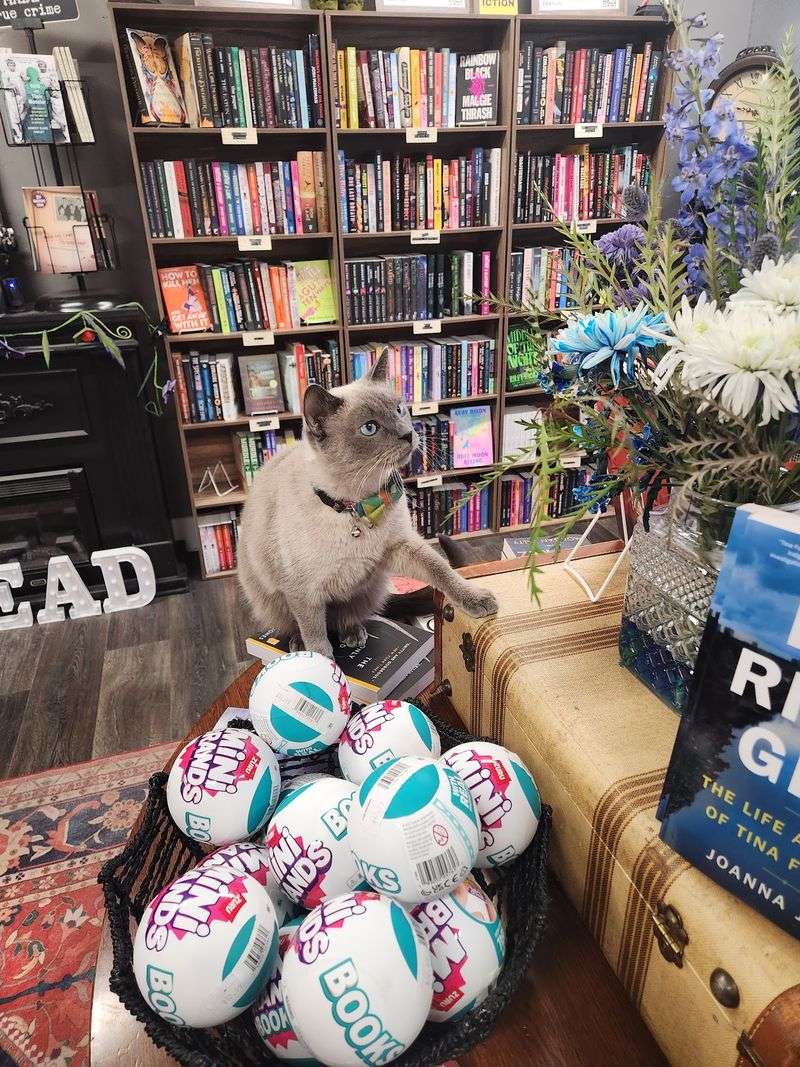 Meet The Shop Cats