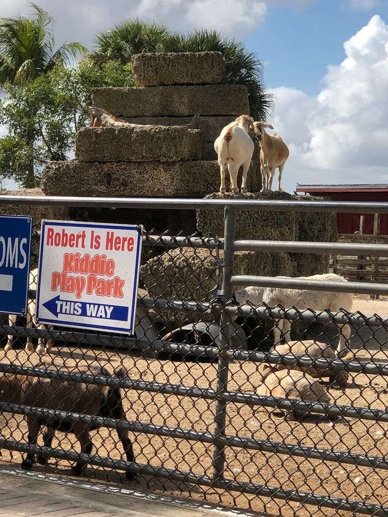 Emus, Goats, And Tortoises Are Waiting Out Back