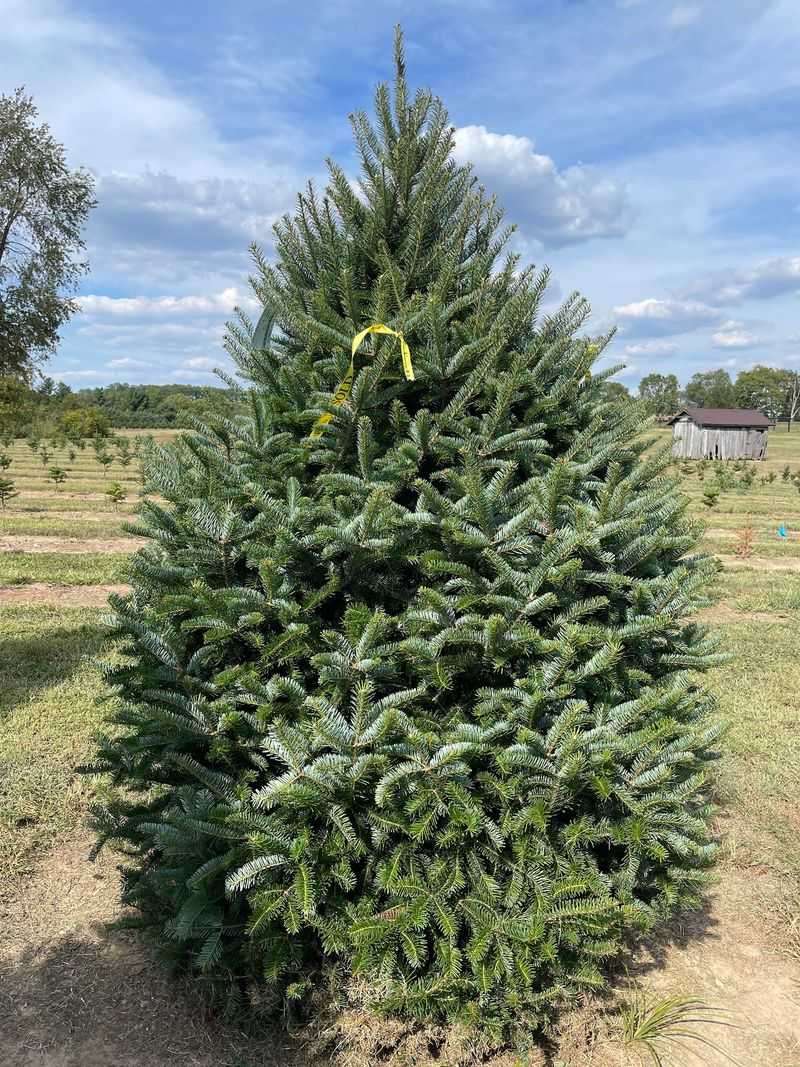 Nieman's Christmas Tree Farm