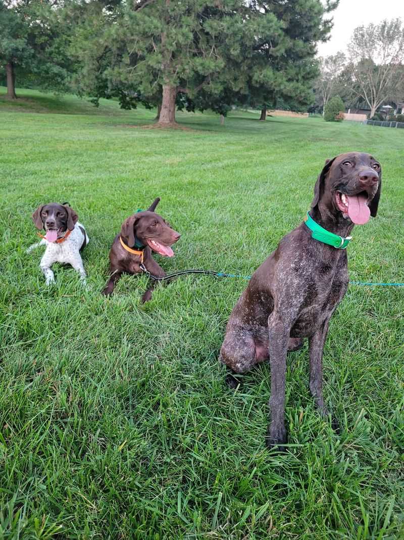 Volunteers, Fosters, And Dog Walkers Keeping Tails Happy