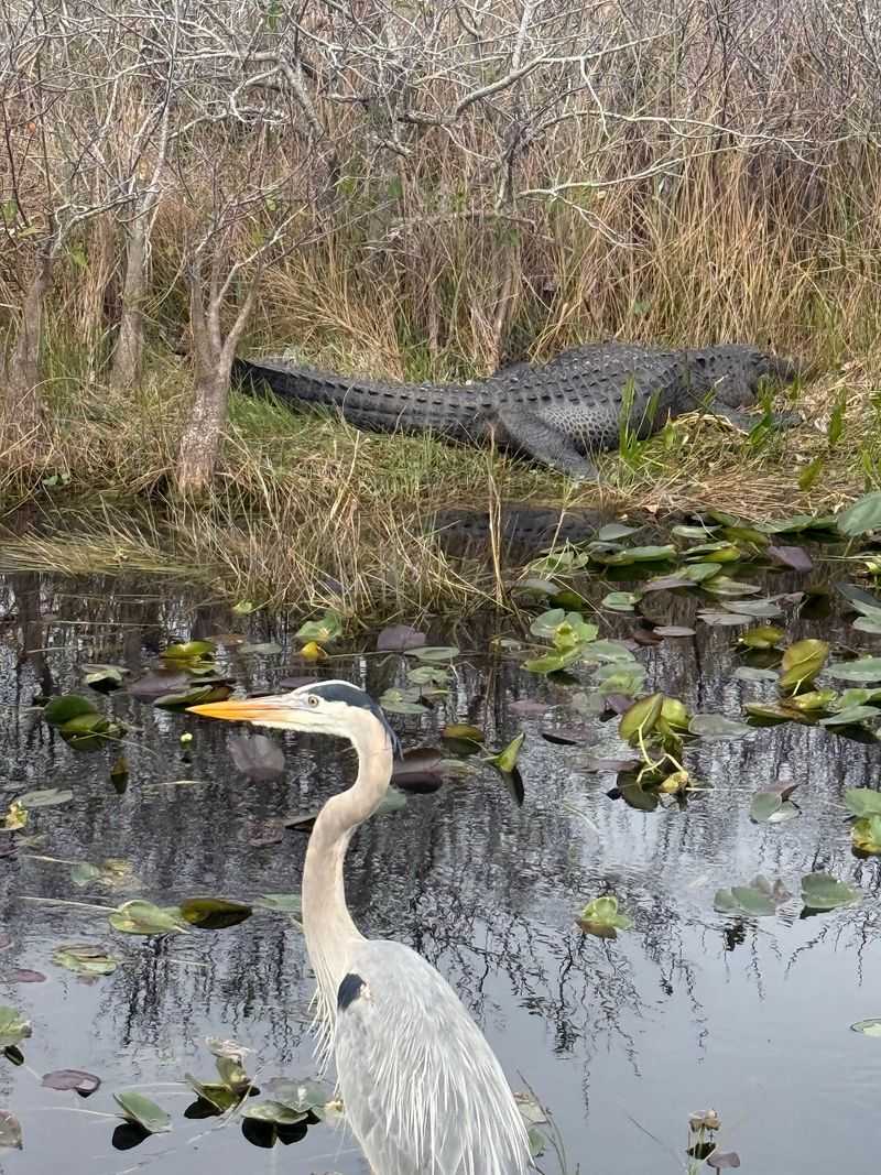 Gators Get Top Billing, But The Supporting Cast Is Huge