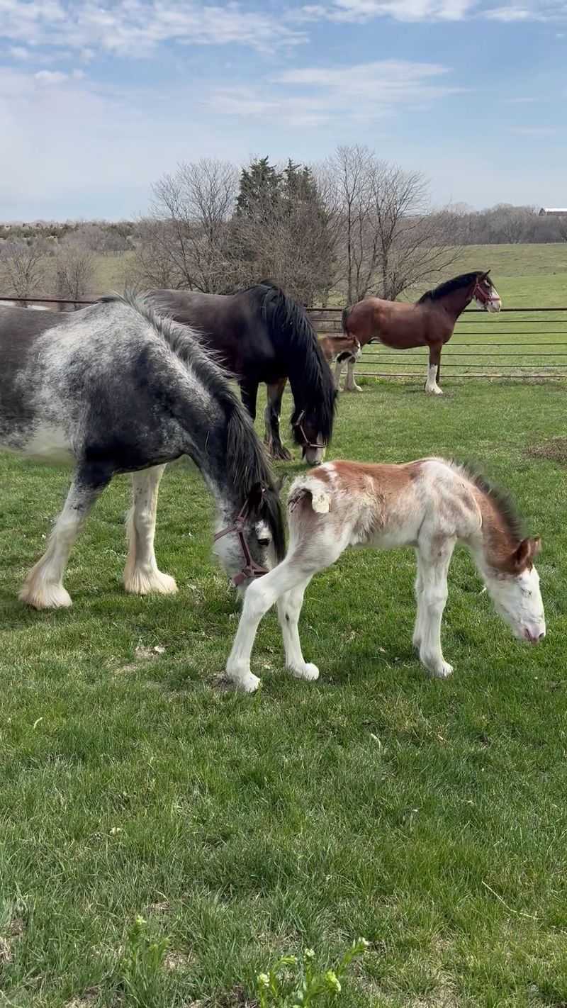 More Than 30 Clydesdales And Draft Horses Pull Wagons At This Working Nebraska Farm - Decor Hint A Farm Tour Puts You Face To Face With A Gentle Giant