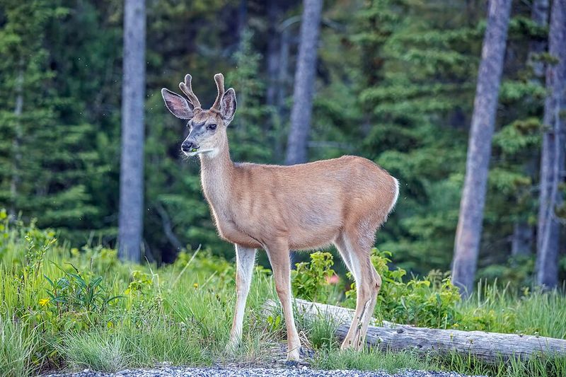 13 California Counties Where Deer Are On The Move During Fall Mating Season - Decor Hint Shasta County: Foothill Action Near Redding