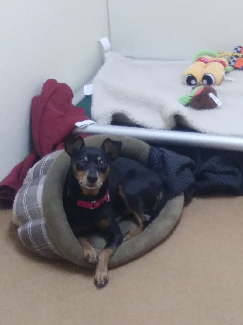 This Connecticut Animal Shelter Gives Abandoned And Senior Dogs A Second Chance At A Loving Home - Decor Hint Gray Muzzles Get Their Moment To Shine