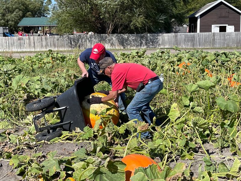 Helgoths Pumpkin Patch