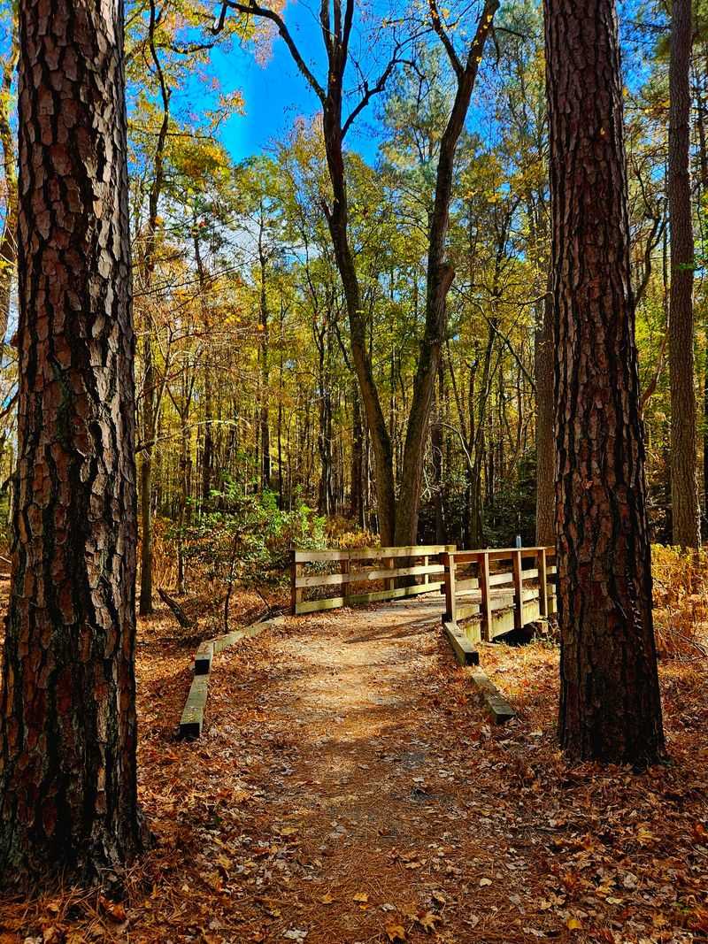 A Sawmill Pond With A Story Worth Knowing