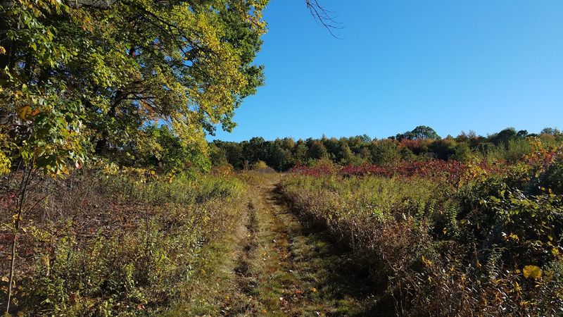 9 Connecticut Places Where Tick Populations Are Highest This Fall - Decor Hint Naugatuck State Forest