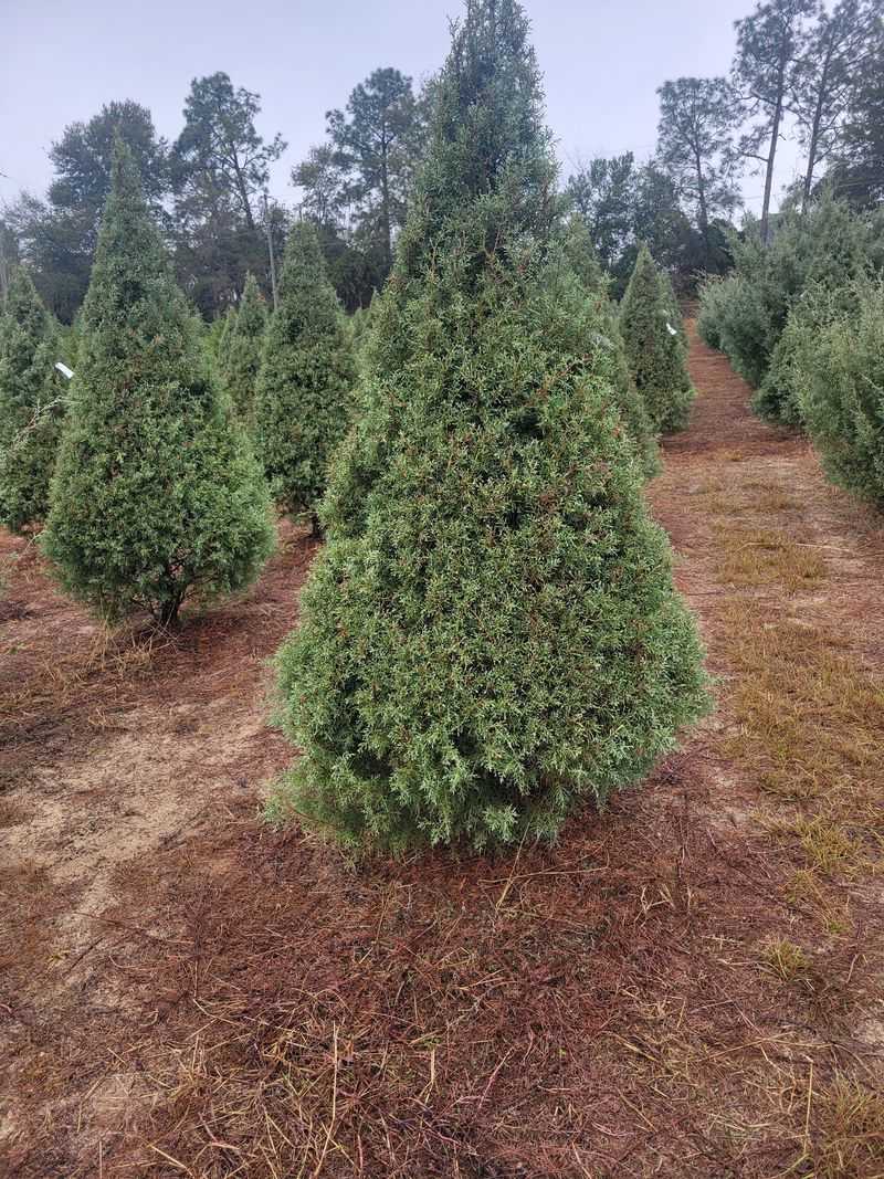 Gay's Christmas Tree Farm