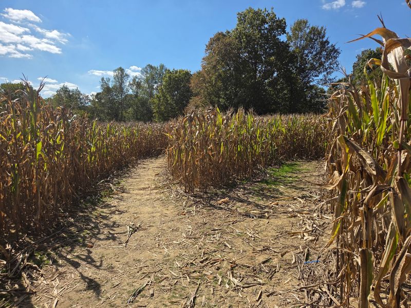 Get Lost On Purpose In The Corn Maze