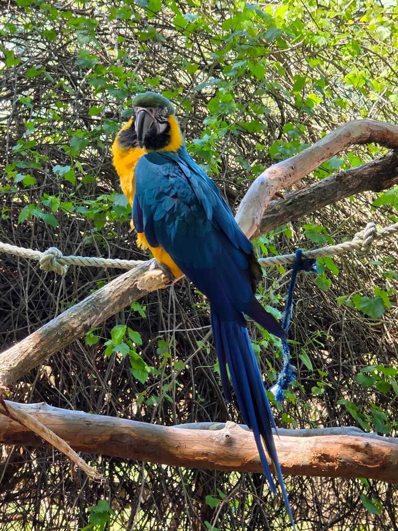 Giant Birds And Scaly Neighbors