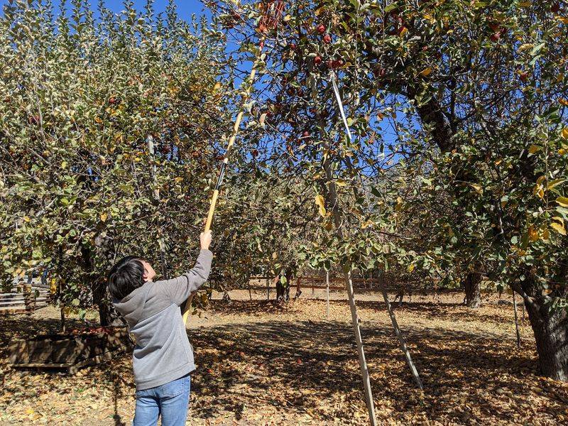 Rare Apples Worth Tasting