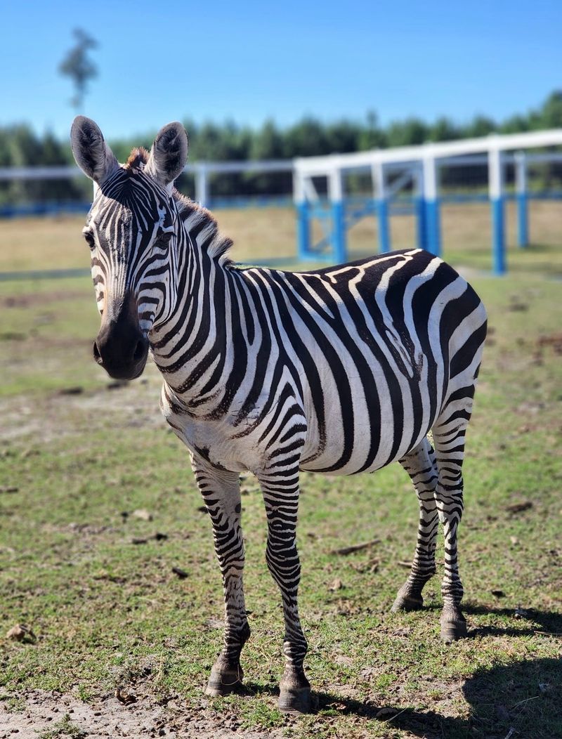 This Georgia Zoo Lets You Get Up Close With Sloths, Camels, And Exotic Animals - Decor Hint Exotic Animals From Around The Globe