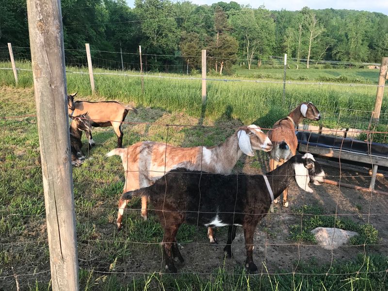 This North Carolina Goat Dairy Produces Some Of The Creamiest Goat Cheese In The State - Decor Hint Sandy Creek Hides A Dramatic Layer Of Ash Right Through The Middle