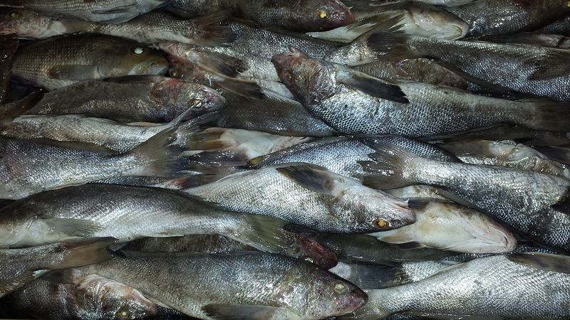 Fish Lovers Get Grouper, Trout, And Flounder In One Stop