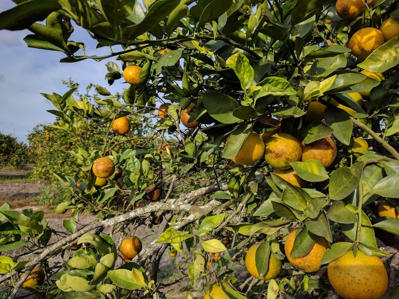 Snowbirds Leave With Trunkloads Of Citrus For Pocket Change At These 6 Florida Fruit Stands - Decor Hint Joshua Citrus Inc