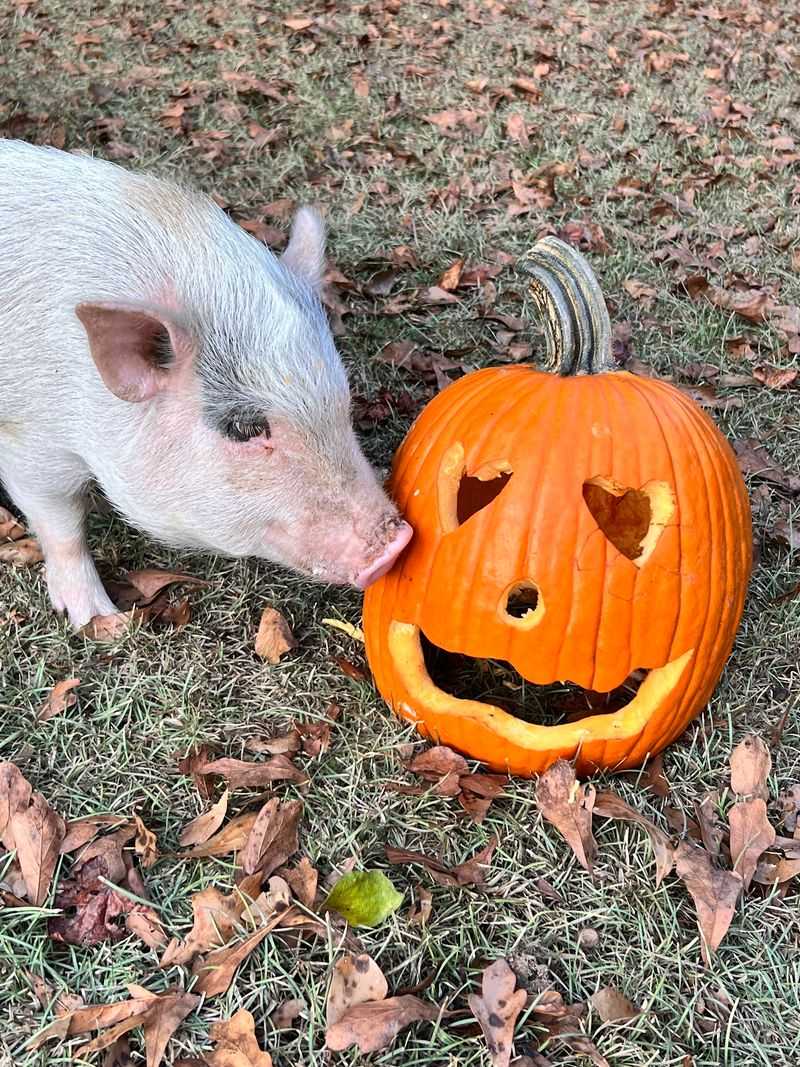 Pumpkins For Piggies Might Be The Best Fall Tradition Around