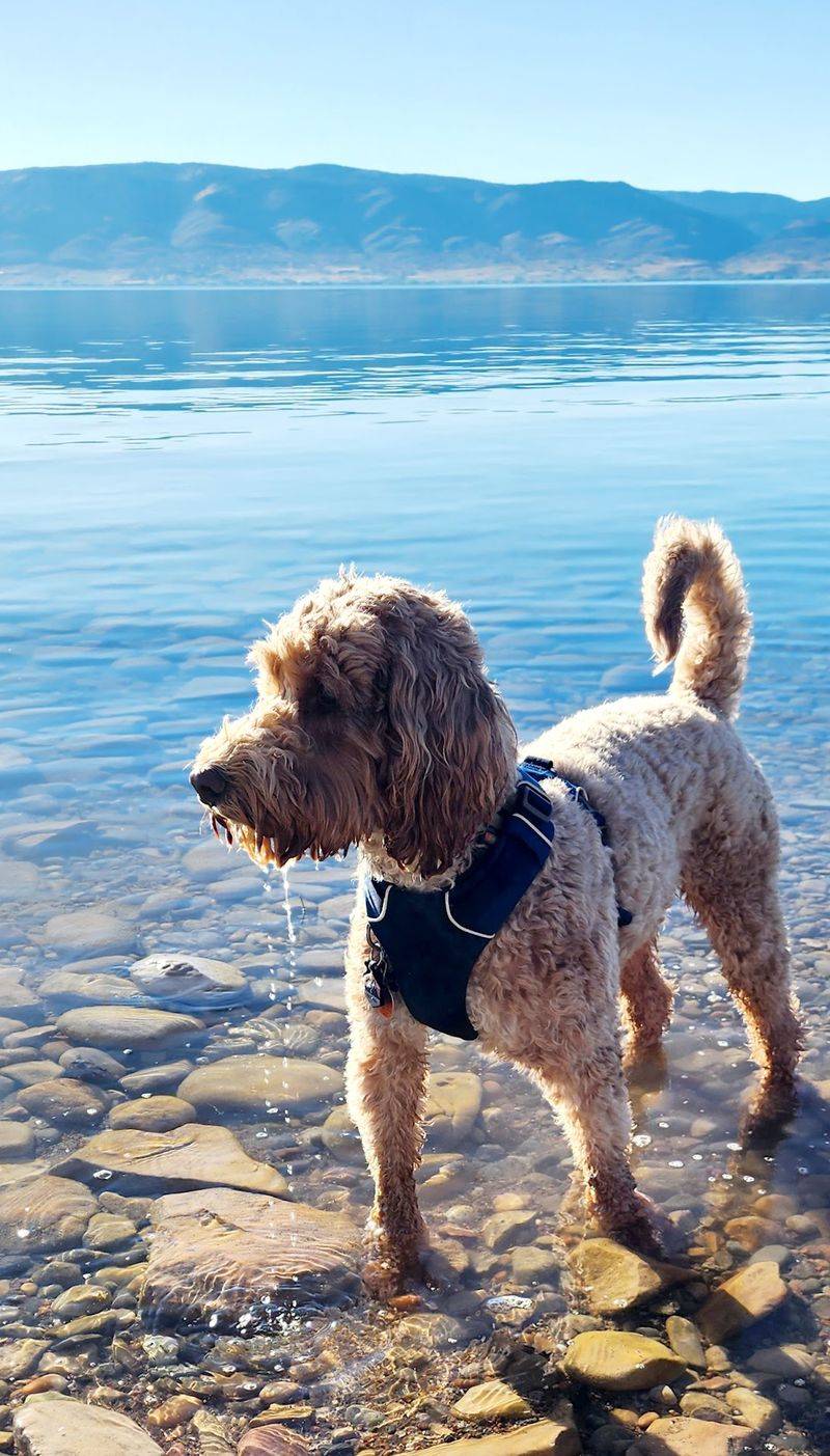 Your Dog Gets a Beach Day Too